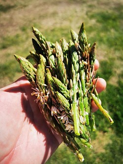 Foraging wild asparagus